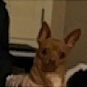 Meet your Posher, Dalya